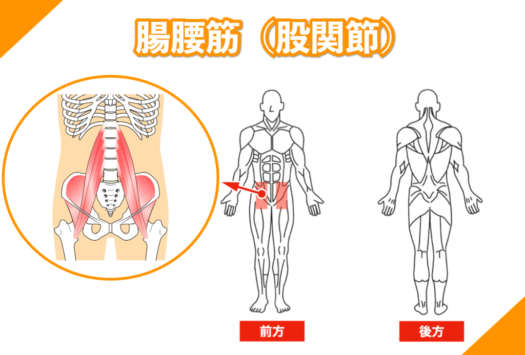 腸腰筋（大腰筋、腸骨筋／股関節の筋肉）筋肉のしくみ「解剖」と効果的な筋トレ強化法、柔軟ストレッチの方法